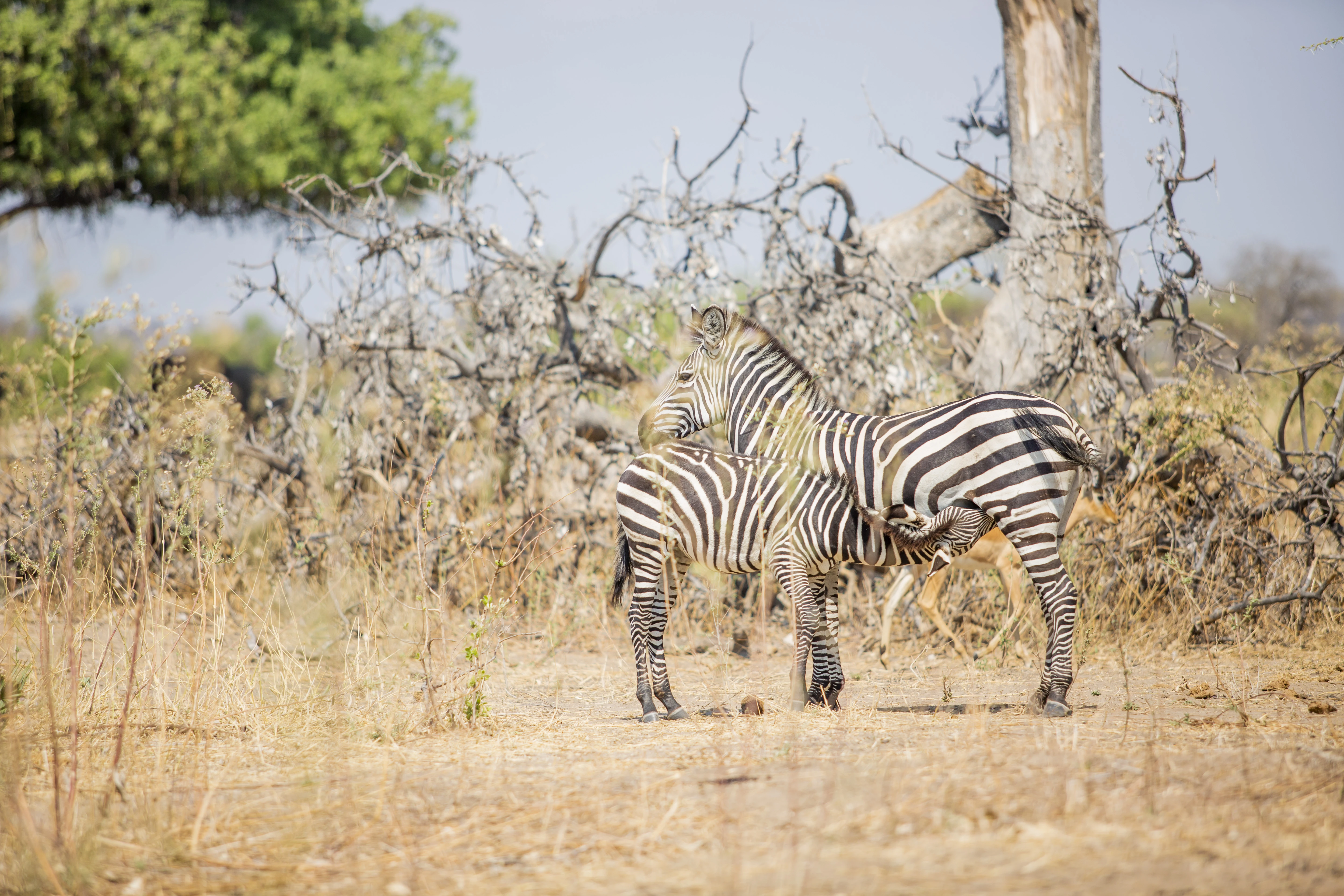 Ruaha National park