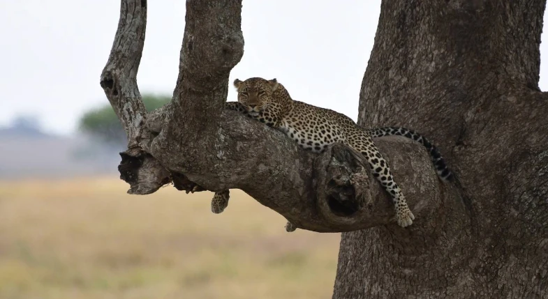 Big Five Classic Safari in Tanzania – Sustainable Approach to Travel